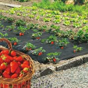 Strawberry Mulch film 50 microns - 1m40 x 50m